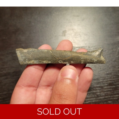 Very Rare Edestus Paleozoic Shark Tooth Fossil Illinois Very Rare Edestus Paleozoic Shark Tooth Fossil Illinois